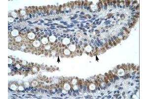 Image no. 1 for anti-Zinc Finger Protein 683 (ZNF683) (AA 89-138) antibody (ABIN202688) (ZNF683 抗体  (AA 89-138))
