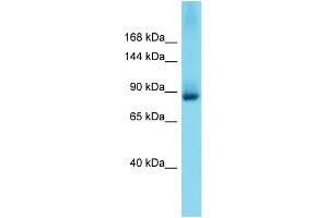 Western Blotting (WB) image for anti-Glutamate Receptor Interacting Protein 2 (GRIP2) (N-Term) antibody (ABIN2774404) (GRIP2 抗体  (N-Term))