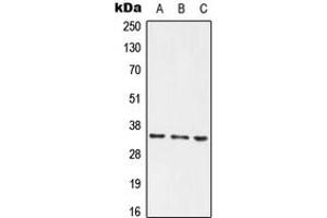 Western blot analysis of PLSCR1 expression in HEK293T (A), Raw264. (PLSCR1 抗体  (Center))