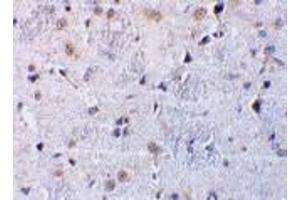Immunohistochemistry (Paraffin-embedded Sections) (IHC (p)) image for anti-C1q and Tumor Necrosis Factor Related Protein 7 (C1QTNF7) (N-Term) antibody (ABIN499683)
