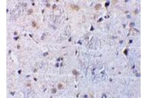 Immunohistochemical staining of rat brain tissue using AP30259PU-N CTRP7 antibody at 10 μg/ml. (CTRP7 抗体  (N-Term))