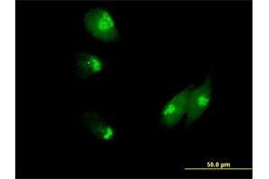Immunofluorescence of purified MaxPab antibody to NUCB1 on HeLa cell. (Nucleobindin 1 抗体  (AA 1-461))