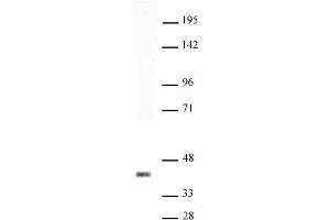 Sox2 antibody (pAb) tested by Western blot. (SOX2 抗体  (C-Term))