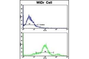 Flow cytometric analysis of widr cells using CCHCR1 Antibody (Center)(bottom histogram) compared to a negative control cell (top histogram). (CCHCR1 抗体  (AA 599-627))
