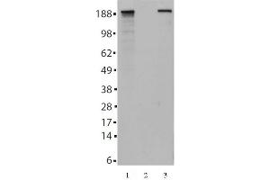 Tes2 mAb (Clone 21F11) tested by Western blot. (TET2 抗体  (AA 1-300))