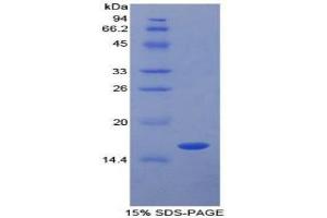 SDS-PAGE analysis of Pig TGFb1 Protein. (TGFB1 蛋白)
