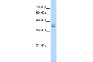 Western Blotting (WB) image for anti-Small Nuclear RNA Activating Complex, Polypeptide 2, 45kDa (SNAPC2) antibody (ABIN2461413) (SNAPC2 抗体)