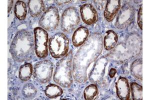 Image no. 2 for anti-3-Oxoacyl-ACP Synthase, Mitochondrial (OXSM) (AA 78-343) antibody (ABIN1491674) (OXSM 抗体  (AA 78-343))