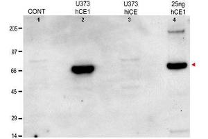 Anti-hCE1 Antibody - Western Blot. (Carboxylesterase 1G (CES1G) 抗体)