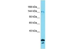 Western Blotting (WB) image for anti-Synapse Defective 1, rho GTPase, Homolog 2 (SYDE2) (N-Term) antibody (ABIN2791214) (SYDE2 抗体  (N-Term))