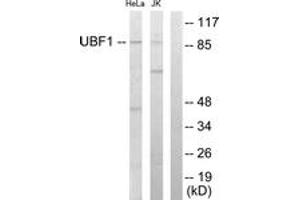 Western Blotting (WB) image for anti-Upstream Binding Transcription Factor, RNA Polymerase I (UBTF) (AA 501-550) antibody (ABIN2879141) (UBTF 抗体  (AA 501-550))