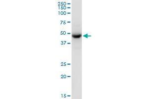 TUFM MaxPab polyclonal antibody. (TUFM 抗体  (AA 1-455))