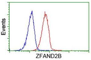 Image no. 1 for anti-Zinc Finger, AN1-Type Domain 2B (ZFAND2B) antibody (ABIN1501805) (ZFAND2B 抗体)
