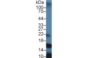 Detection of PIP in Rat Parotid Gland lysate using Polyclonal Antibody to Prolactin Induced Protein (PIP) (PIP 抗体  (AA 41-139))