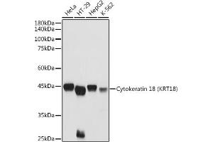Western blot analysis of extracts of various cell lines, using Cytokeratin 18 (KRT18) antibody (ABIN7268098) at 1:3000 dilution. (Cytokeratin 18 抗体  (AA 127-430))