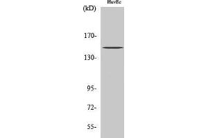 Western Blotting (WB) image for anti-RBP1-like protein (ARID4B) (Internal Region) antibody (ABIN3174057) (BRCAA1 抗体  (Internal Region))