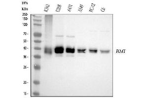 Western blot analysis of Bmi1 using anti-Bmi1 antibody (ABIN7604139).