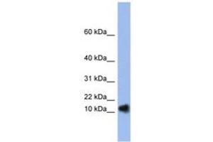 Image no. 1 for anti-Ribonuclease, RNase A Family, 1 (Pancreatic) (RNASE1) (N-Term) antibody (ABIN6742978) (RNASE1 抗体  (N-Term))