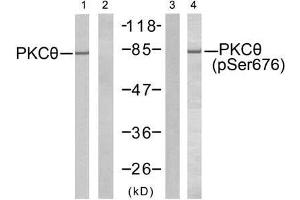 Western blot analysis of extract from Jurkat cells untreated or treated with PMA (1ng/ml, 5min), using PKCθ (Ab-676) antibody (E021289, Lane 1 and 2) and PKCθ (phospho- Ser676) antibody (E011297, Lane 3 and 4). (PKC theta 抗体  (pSer676))