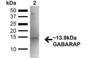 Western blot analysis of Mouse Kidney showing detection of ~13. (GABARAP 抗体  (N-Term) (FITC))