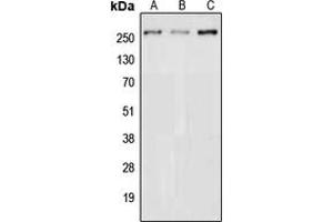 Western blot analysis of NAV3 expression in HEK293T (A), NIH3T3 (B), PC12 (C) whole cell lysates. (NAV3 抗体  (Center))