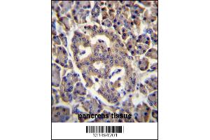 SPNS3 Antibody immunohistochemistry analysis in formalin fixed and paraffin embedded human pancreas tissue followed by peroxidase conjugation of the secondary antibody and DAB staining. (SPNS3 抗体  (C-Term))