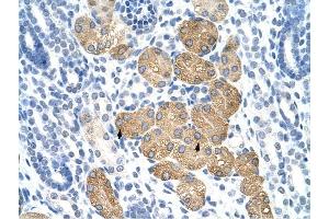 DAZ4 antibody was used for immunohistochemistry at a concentration of 4-8 ug/ml to stain Epithelial cells of renal tubule (arrows) in Human Kidney. (DAZ4 抗体  (N-Term))