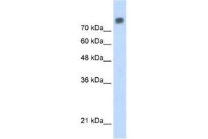 Western Blotting (WB) image for anti-Minichromosome Maintenance Complex Component 6 (MCM6) antibody (ABIN2461393) (MCM6 抗体)