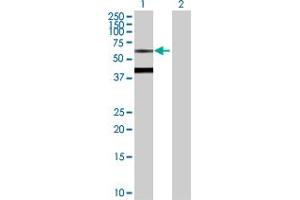 Western Blot analysis of BTD expression in transfected 293T cell line by BTD MaxPab polyclonal antibody. (BTD 抗体  (AA 1-543))