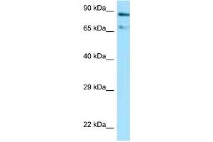 WB Suggested Anti-Hsp90aa1 Antibody Titration: 1. (HSP90AA1 抗体  (C-Term))