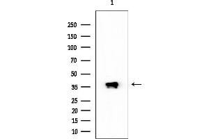 Western blot analysis of lysates from Mouse kidney, using VSIG2 Mouse Monoclonal Antibody at 1/1000 dilution.
