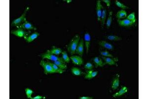 Immunofluorescent analysis of Hela cells using ABIN7165578 at dilution of 1:100 and Alexa Fluor 488-congugated AffiniPure Goat Anti-Rabbit IgG(H+L) (Family with Sequence Similarity 92, Member A (FAM92A) (AA 1-271) 抗体)