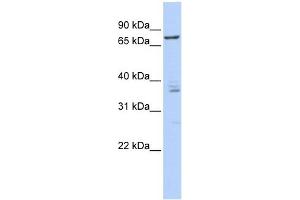 CSTF3 antibody used at 1 ug/ml to detect target protein. (CSTF3 抗体  (Middle Region))