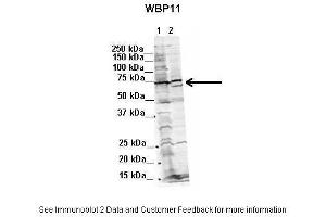 Western Blotting (WB) image for anti-WW Domain Binding Protein 11 (WBP11) (N-Term) antibody (ABIN2782558)