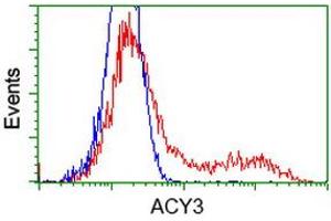 Image no. 1 for anti-Aminoacylase 3 (ACY3) antibody (ABIN1496465) (Aminoacylase 3 抗体)