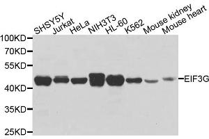 Western blot analysis of extracts of various cell lines, using EIF3G antibody (ABIN5972361) at 1/1000 dilution. (EIF3G 抗体)