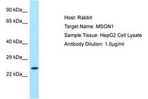 Image no. 1 for anti-Mesogenin 1 (MSGN1) (AA 104-153) antibody (ABIN6750117) (Mesogenin 1 抗体  (AA 104-153))