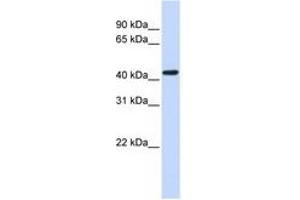 Image no. 1 for anti-Opioid Receptor, kappa 1 (OPRK1) (N-Term) antibody (ABIN6741499) (OPRK1 抗体  (N-Term))