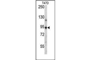 Western blot analysis of PGR Antibody (Center) in T47D cell line lysates (35ug/lane). (Progesterone Receptor 抗体  (Middle Region))