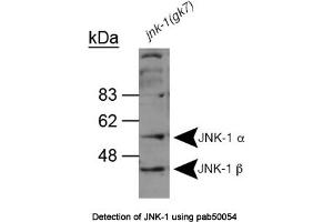 Image no. 1 for anti-Mitogen-Activated Protein Kinase 8 (MAPK8) (AA 228-451) antibody (ABIN363363) (JNK 抗体  (AA 228-451))