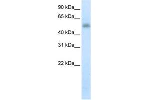 Western Blotting (WB) image for anti-Methyltransferase Like 3 (METTL3) antibody (ABIN2461900) (METTL3 抗体)