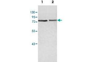 Western blot analysis of human fetal heart (Lane 1) and fetal brain (Lane 2) lysate with ZBED5 polyclonal antibody  at 1 : 500 dilution.