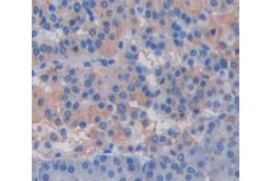 IHC-P analysis of pancreas tissue, with DAB staining. (CRISP3 抗体  (AA 21-243))