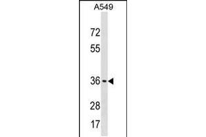 Western blot analysis in A549 cell line lysates (35ug/lane). (ART5 抗体  (AA 148-177))