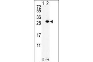 Western blot analysis of SUMO3 (arrow) using rabbit polyclonal SUMO2/3 Antibody (Center) (ABIN388032 and ABIN2845502). (SUMO2/3 抗体  (AA 38-64))