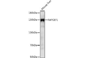 Western blot analysis of extracts of Mouse liver, using R Rabbit pAb (ABIN7269849) at 1:1000 dilution. (GRF2 抗体  (AA 844-1095))