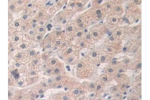 Immunohistochemistry (IHC) image for anti-Heart and Neural Crest Derivatives Expressed 1 (HAND1) (AA 1-215) antibody (ABIN7443566)