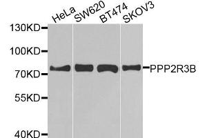 Western blot analysis of extracts of various cell lines, using PPP2R3B antibody. (PPP2R3B 抗体  (AA 356-575))