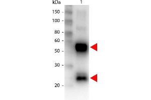 Western Blot of Biotin conjugated Goat anti-Swine antibody. (山羊 anti-Pig IgG (Heavy & Light Chain) Antibody (Biotin) - Preadsorbed)