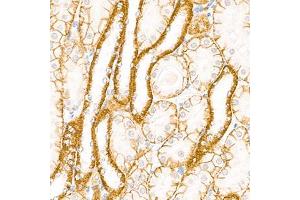 Immunohistochemistry analysis of paraffin-embedded mouse kidney using,Cadherin 16 (ABIN7073265) at dilution of 1: 2000 (Cadherin-16 抗体)